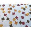 Leaf Confetti - Fall Confetti - Fall Party Decor -