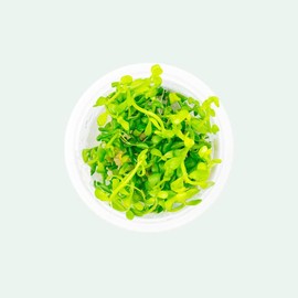 Bacopa Monnieri - Size: Bunch