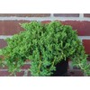 Live Japanese Garden Juniper aka Juniperus procumbens 'Nana' Plant Fit