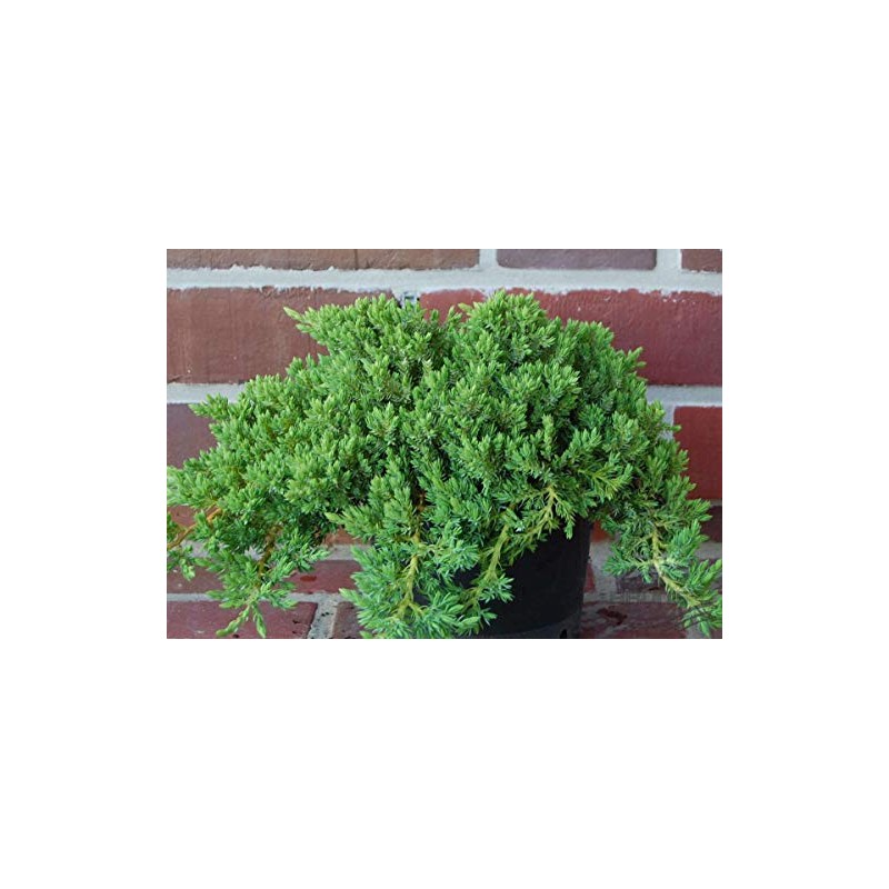 Live Japanese Garden Juniper aka Juniperus procumbens 'Nana' Plant Fit
