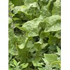 Generic Organic Dehydrated Horseradish Leaves | 50 g | Used