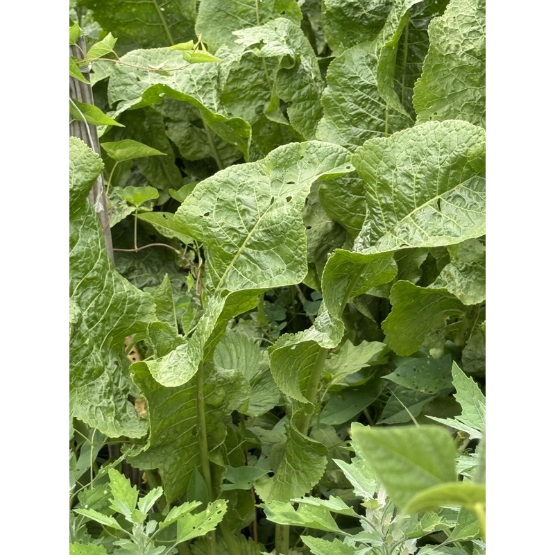 Generic Organic Dehydrated Horseradish Leaves | 50 g | Used