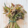 Chinese Toon Seeds - North Red - 4 Oz ~6000