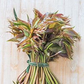 Chinese Toon Seeds - North Red - 4 Oz ~6000 Seeds - Non-GMO, Heirloom - Microgreens & Asian Herb Gardening