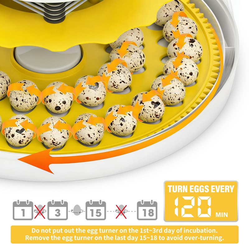 Quail Egg Incubator for Hatching 40 Quail Eggs with Automatic