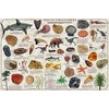 Laminated Collectible Fossils Poster 24x36