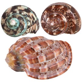 3PCS Natural Hermit Crab Shells Size 2.5" - 4", Opening 1" - 2.5" Hermit Crab Supplies Pearl Turbo Seashell for Décor