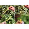 Edible Rice Straws, 1 Box (20 Pieces) x 2 Pieces,