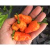 Death Spiral Ultra Hot Pepper Premium Seed Packet Possibly The