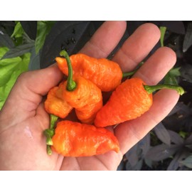 Death Spiral Ultra Hot Pepper Premium Seed Packet Possibly The Hottest in The World
