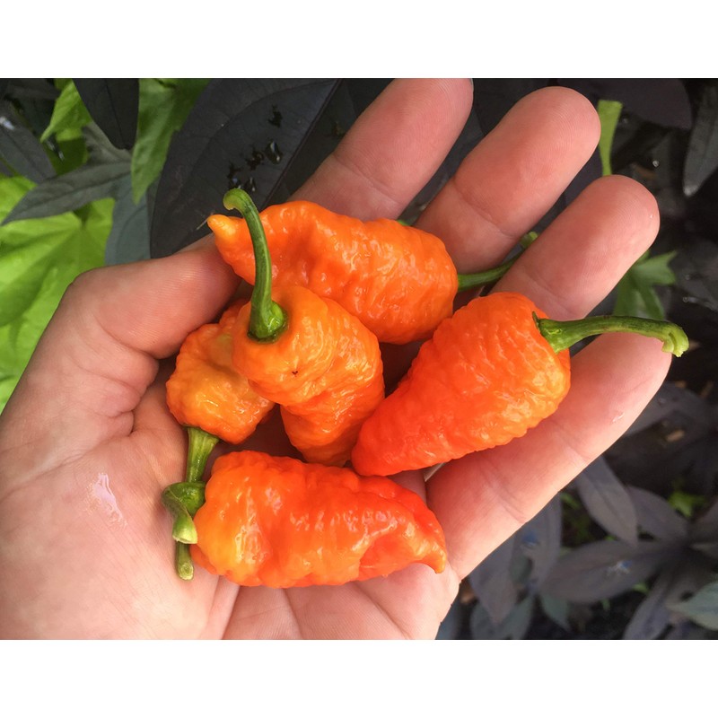 Death Spiral Ultra Hot Pepper Premium Seed Packet Possibly The