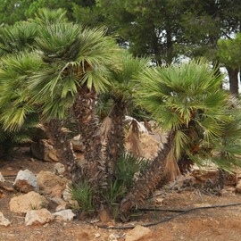 Chamaerops Humilis Seeds European Fan Palm Popular Ornamental Plant Drought Tolerant Blue-Green Leaves Garden Border Outdoor 5Pcs Tree Seeds by YEGAOL Garden