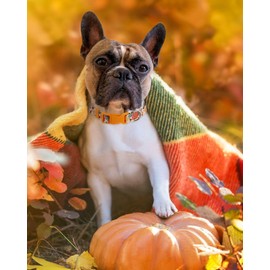 Thanksgiving Dog Collar for Large Dogs, Fall Dog Collar for Boy Girl Dogs, Cute Autumn Pumpkin Pet Collars