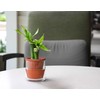 D'vine Dev 4 Inch Design Self Watering Planter for Indoor