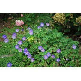 Perennial Farm Marketplace (Cranes Bill) Groundcover, Size-#1 Container Geranium x 'Rozanne', Violet Blue Flowers