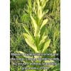 Organic Mullein Leaf, 1/2 oz