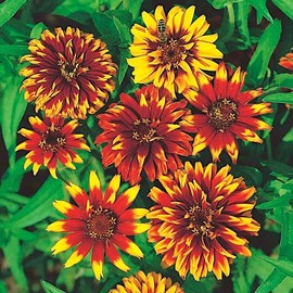 Seeds Zinnia Persian Carpet Mix Outdoor Garden Annual Flowers for Planting Non GMO