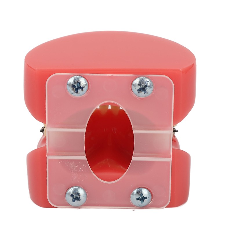 Professional Dental Demonstration Orthodontic Model with Metal Wires and Bracket