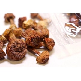 USTCM High Quality Blazei Brazilian Cap Mushroom Ji Song Rong