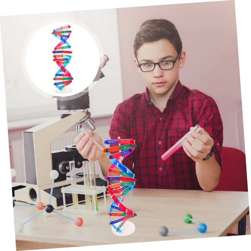 BESPORTBLE Self Assembling DNA Model Kit Interactive Science Educational Tool
