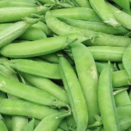 PAPAW'S GARDEN SUPPLY LLC. Helping The Next Generation Grow! Tall Wando Bush Pea Seeds, Non-GMO, 1 Pack of 200 Vegetable Seeds