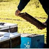 Tasmanian Learherwood RAW HONEY | Pure, Unheated, Unfiltered, Unpasteurized, and