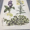 Botanical wood sorrel primrose spotted orchid for Paper cut 3D