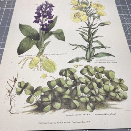 Botanical wood sorrel primrose spotted orchid for Paper cut 3D Art Decoupage