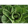 HeirloomSupplySuccess 100 Heirloom Vates Collard Greens Seeds
