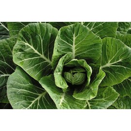 HeirloomSupplySuccess 100 Heirloom Vates Collard Greens Seeds