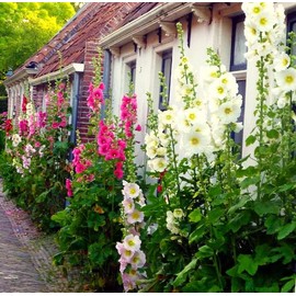TomorrowSeeds - Single-Flowered Mix Hollyhock Seeds - 100+ Count - for 2025 Planting Alcea Rosea Cottage English Rose Mallow Heirloom Garden Perennial Flower Grow Your Own Home Farm Patio Healthy
