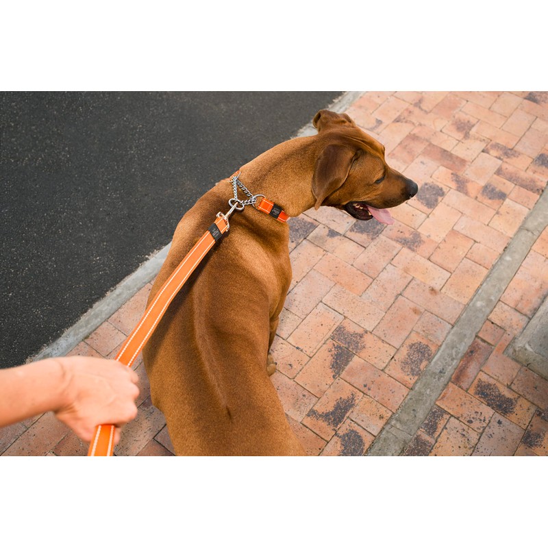 Rogz Utility Medium 5/8" Snake Fixed 6' Long Reflective Dog