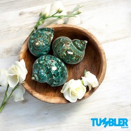 Large Turbo Shell, 3" inch Seashell, Seashells for Decorating, Shells for Crafts, Coastal Home Decor Accent and Vase Filler, Beachy Décor, Nautical Decorations for Home.