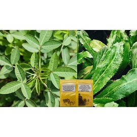 Diaspora Combo 30+ Chipilin and 200+ Seeds Culantro (Crotalaria Longirostrata) – Semillas de Chipilin para Sembrar – Rare Organic Heirloom Seeds, Herb Seeds for Soups, Tamales, Pupusas