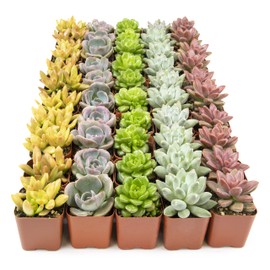 Live Succulents Plants Live Bulk Plant Tray (50 Pack), Bulk Succulents Live Indoor Plants Live Houseplants, Live Plants in Cactus and Succulent Soil Mix, Live Plant Kit Plant Gifts by Plants for Pets