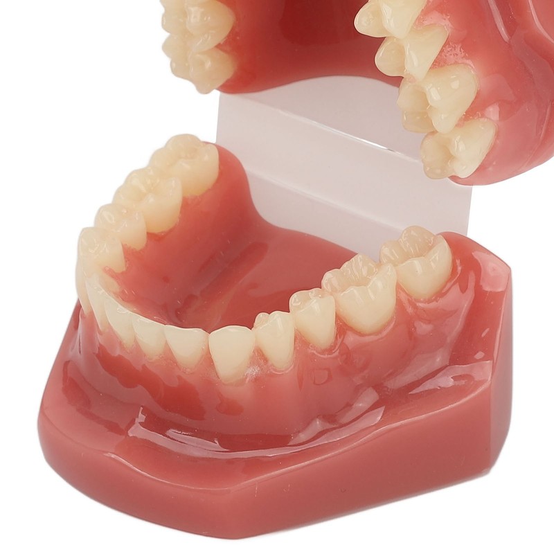 Tooth Model 28 Teeth Dental Orthodontic Model Teaching Study Supplies