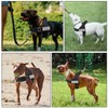 AUTOWT No Pull Dog Harness for Medium Large Dog, Tactical