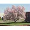 Tree Saucer Magnolia Tree/Shrub - 6-12" Tall - Live Plant