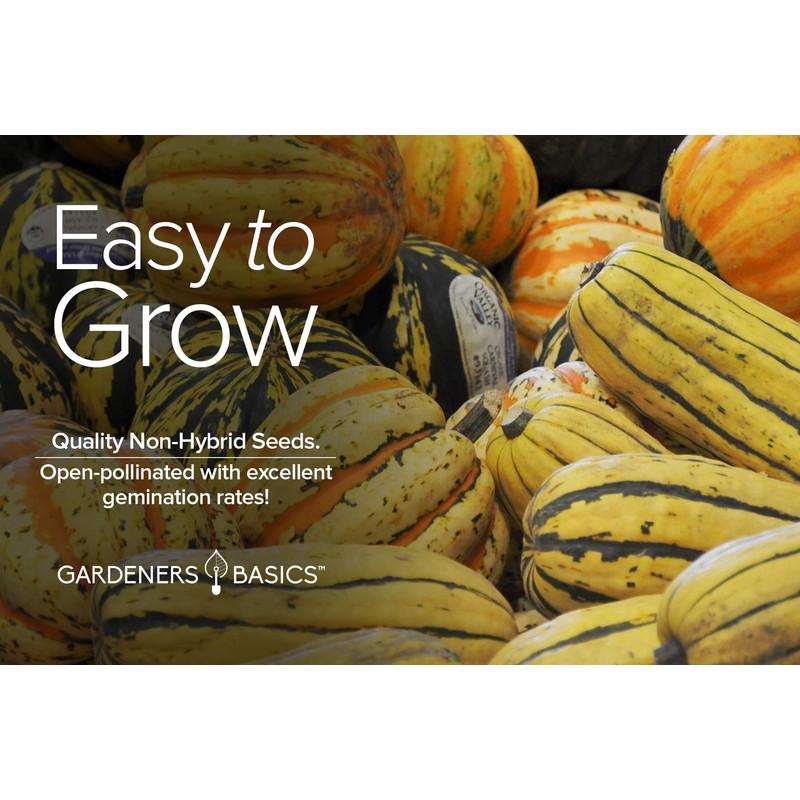 Gardeners Basics, Delicata Squash Seeds for Planting - Winter Squash