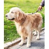YUCFOREN 3FT Slip Lead Dog Leash, 1/2 Inch Thick Nylon