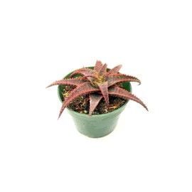 ragnaroc Live Succulents – Aloe Christmas Carol in 4” Pot - 1ct - Live Arrival Guaranteed - Potted Succulents, House Plants for Home Decor & Gift