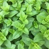 Outsidepride Spearmint - 10000 Seeds