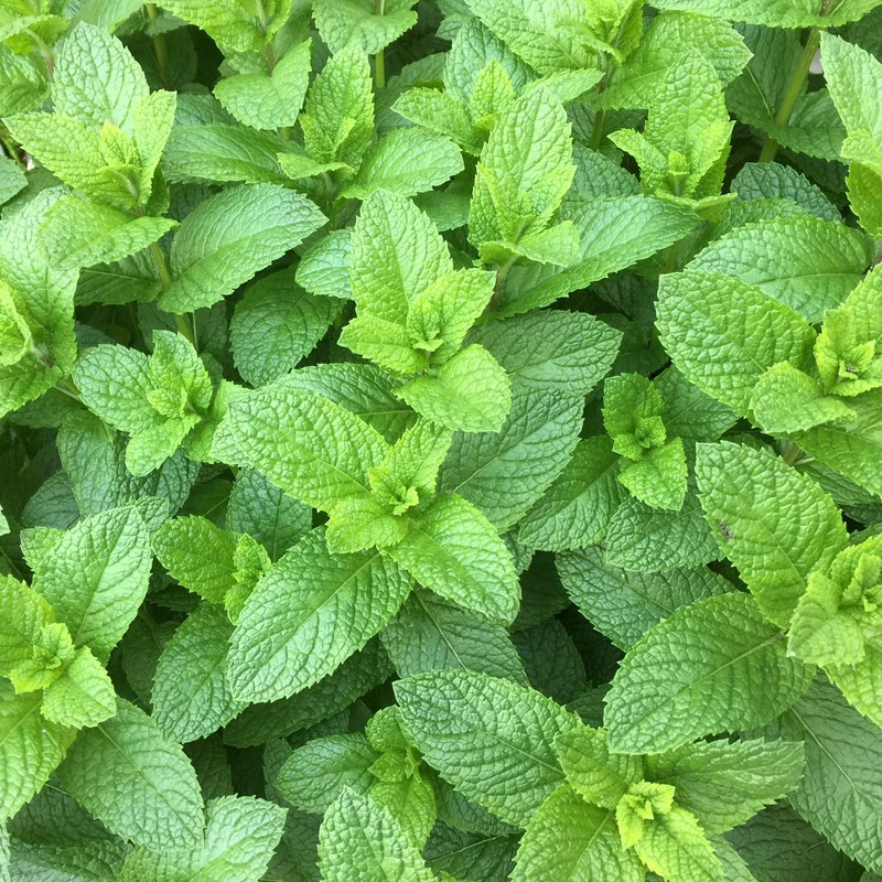 Outsidepride Spearmint - 10000 Seeds