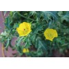 Serendipity Seeds 100 Seeds Yellow Mexican Poppy- Flower seed pack