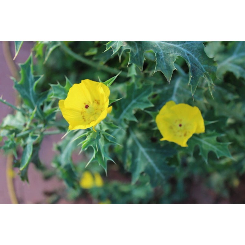 Serendipity Seeds 100 Seeds Yellow Mexican Poppy- Flower seed pack