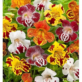 FUN AND GROW SEEDS: Seeds Mimulus Magic Ball Mix Monkeyflower Perennial Flowers