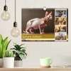 Sphinx Katzen. Eleganz auf leisen Pfoten (Wandkalender 2026 DIN A4