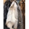 Badger Hide Tanned Taxidermy Cabin Decor