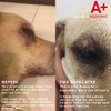 Augustine Approved SuperBath for Healthy Coat for Dogs Cats Pets