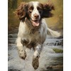 A4 Drawing Book: Sketchbook Gift For Kids Who Love Springer